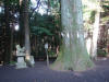 御殿場・厳島神社　杉の木